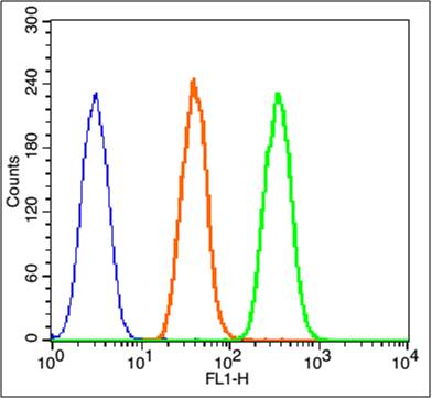 Beta catenin Rabbit pAb (一抗) - Flow-Cyt,ICC/IF | Bioss