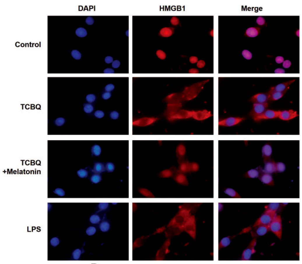 高迁移率族蛋白B1抗体