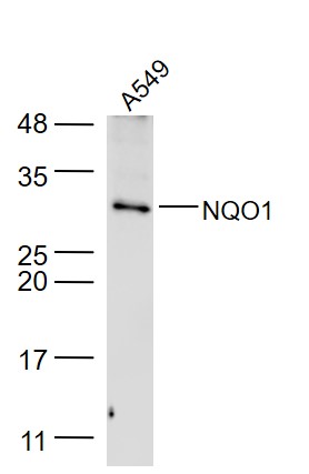 NQO1 Rabbit pAb (一抗) - WB,ICC/IF | Bioss