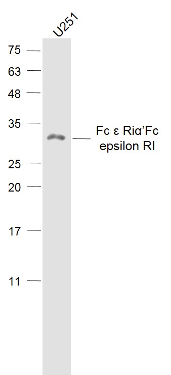 Fc ε RIα/Fc epsilon RI Rabbit pAb (一抗) | Bioss