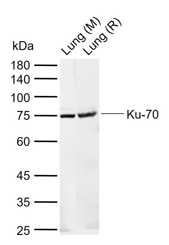 Ku70 / XRCC6 Rabbit pAb (一抗) | Bioss