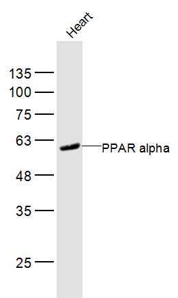 PPAR alpha Rabbit pAb (一抗) | Bioss