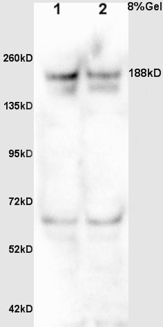 MDC1 Rabbit pAb (一抗) | Bioss