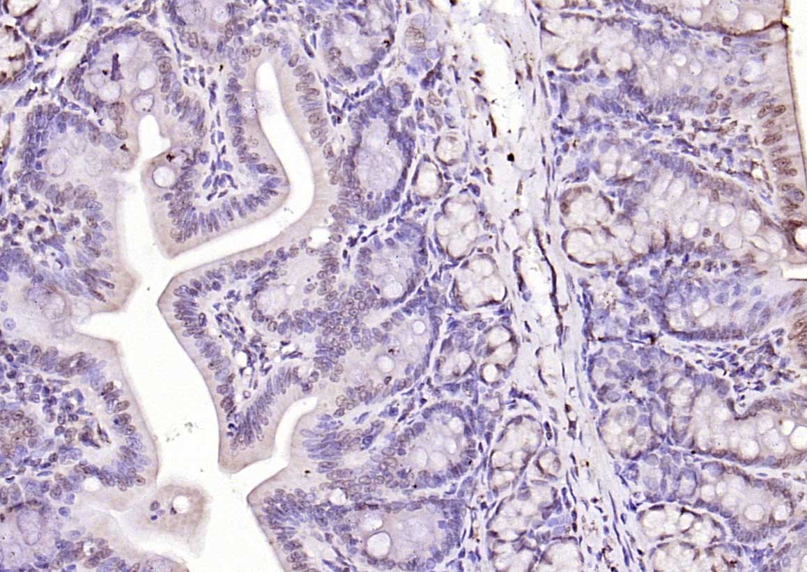 脱氧核糖核酸酶γ抗体-bs-24731R