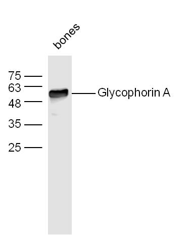 Glycophorin A Rabbit pAb (一抗) | Bioss