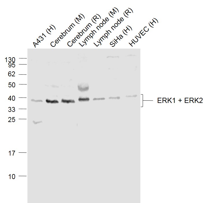 ERK1/2 Rabbit pAb (一抗) - WB,IHC-P,IHC-F,IF,Flow-Cyt,ICC/IF | Bioss