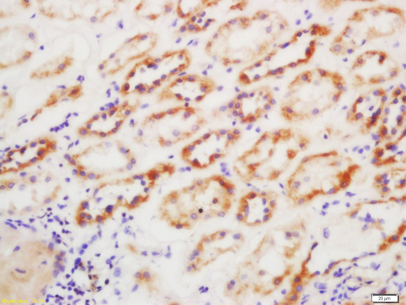 GSTP1 Rabbit pAb (一抗) | Bioss