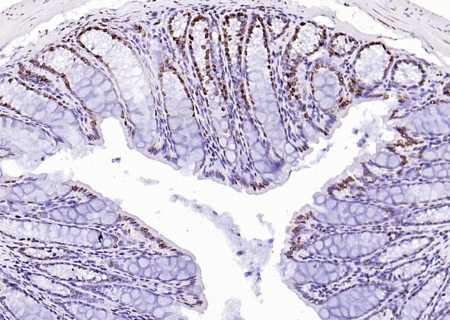 着丝粒蛋白A-bs-2753R