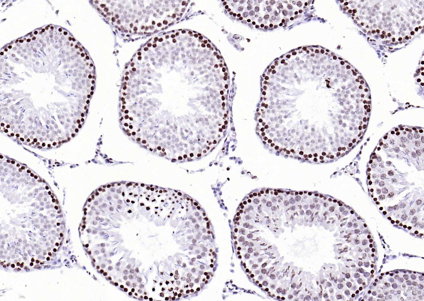 着丝粒蛋白A-bs-2753R