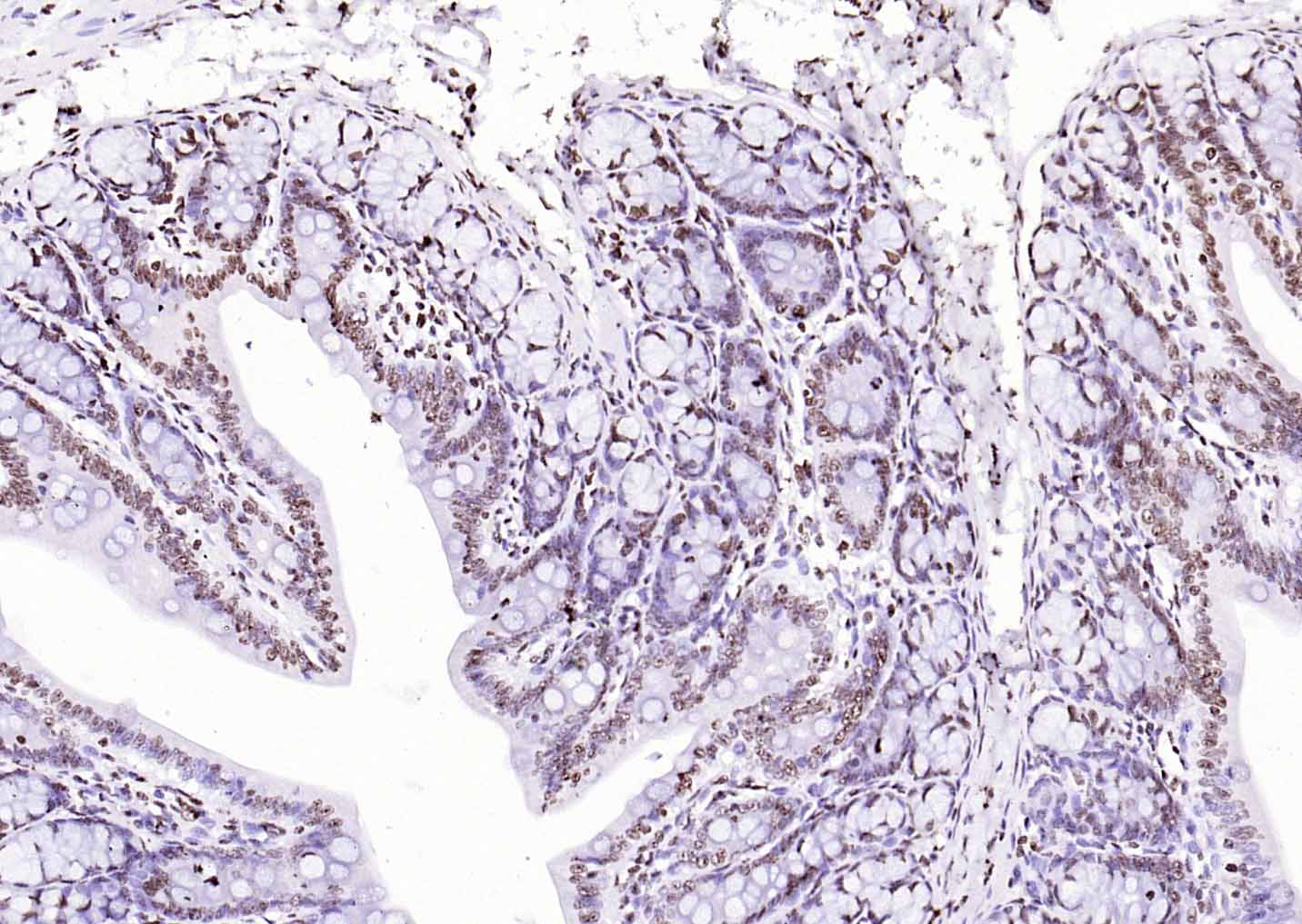 着丝粒蛋白A-bs-2753R