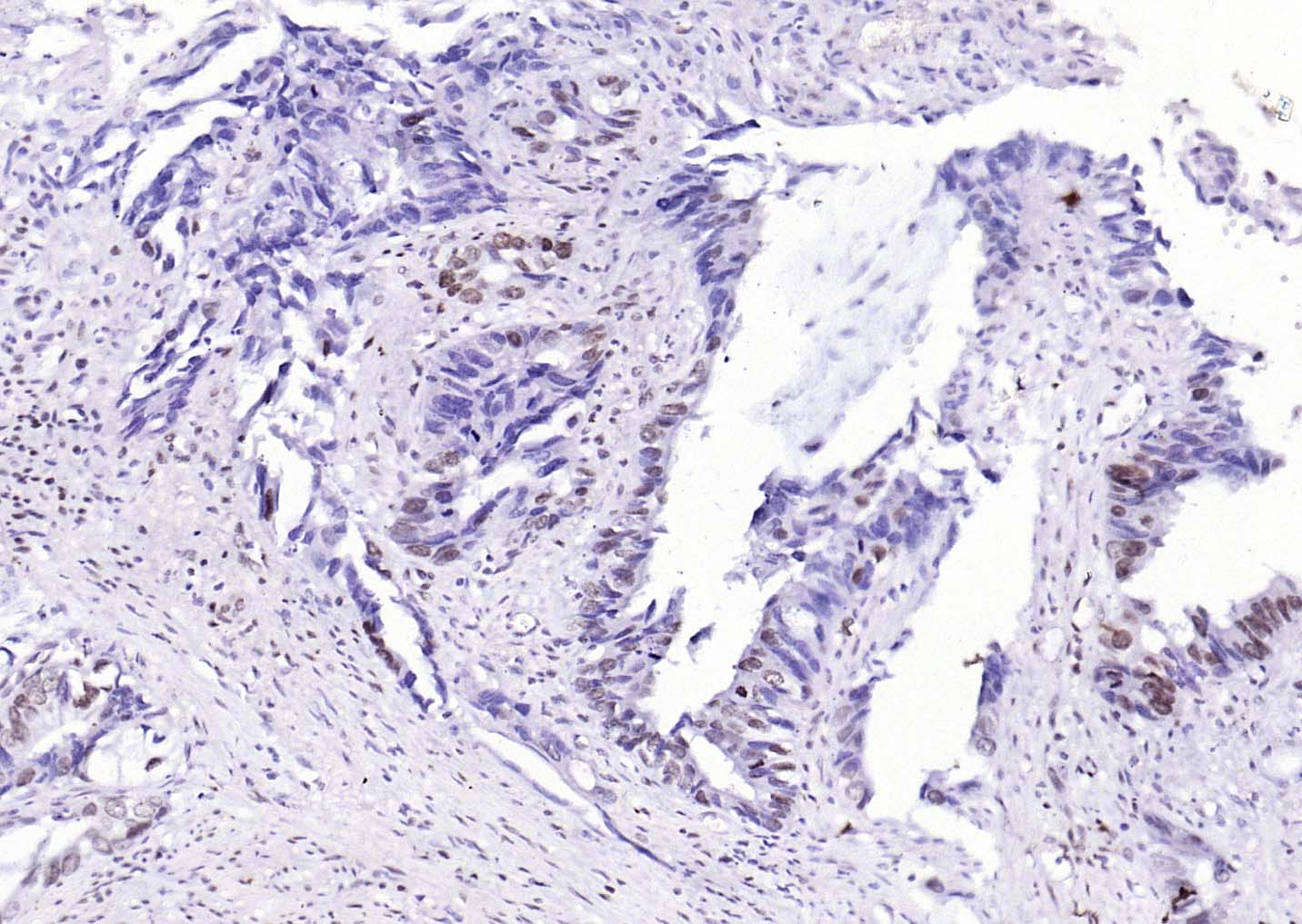 着丝粒蛋白A-bs-2753R