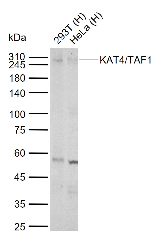 KAT4/TAF1 Rabbit pAb (一抗) | Bioss