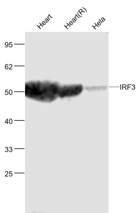 IRF3 Rabbit pAb (一抗) | Bioss