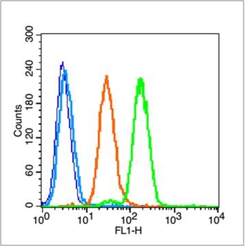 磷酸化14-3-3 α/β/ζ抗体-bs-3000R
