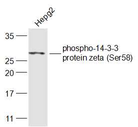 phospho-14-3-3 protein zeta (Ser58) Rabbit pAb (一抗) | Bioss