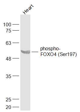 phospho-FOXO4 (Ser197) Rabbit pAb (一抗) | Bioss