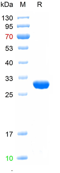 重组绿色荧光蛋白
