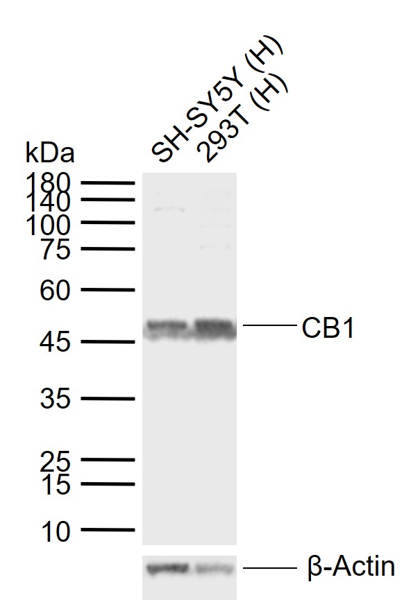 钙粘蛋白相关的神经受体1抗体-bs-34225R