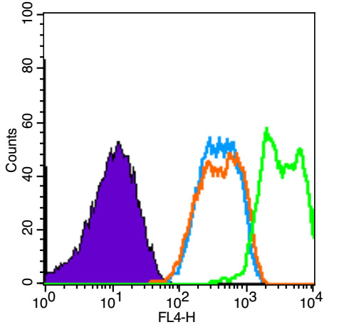 phospho-VEGF receptor 2 (Tyr996) Rabbit pAb (一抗) | Bioss