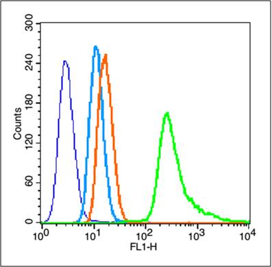 磷酸化波形蛋白抗体-bs-3471R
