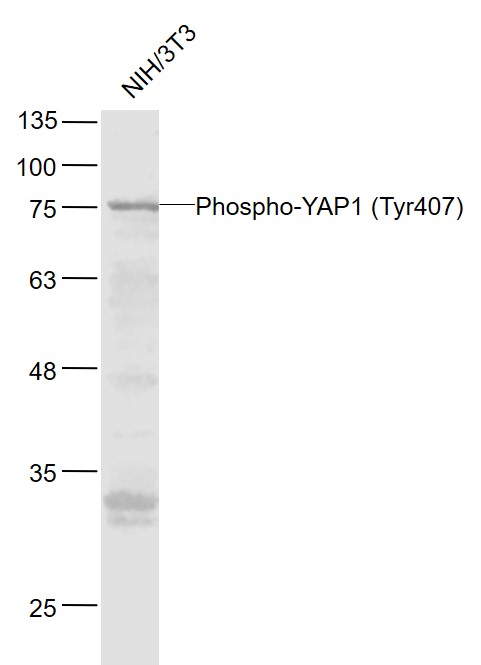 phospho-YAP1 (Tyr407) Rabbit pAb (一抗) | Bioss