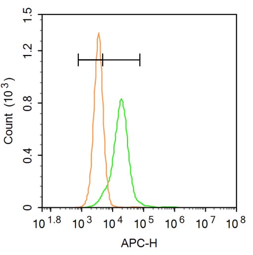 磷酸化胰岛素受体β抗体-bs-3492R