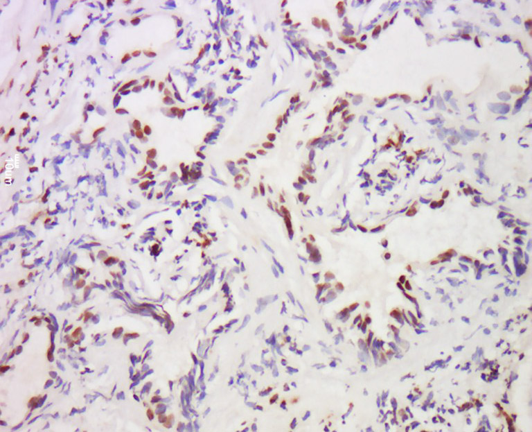 MST1 Rabbit pAb (一抗) - IHC-P,IHC-F,IF,Flow-Cyt | Bioss
