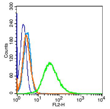 磷酸化细胞核因子NF-κB p65抗体-bs-3543R