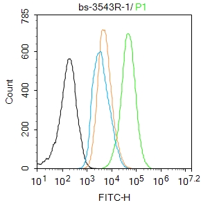 磷酸化细胞核因子NF-κB p65抗体-bs-3543R
