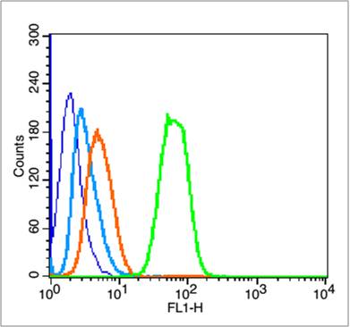 磷酸化细胞肿瘤抗原P53抗体-bs-3705R