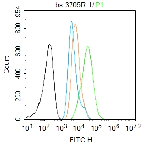 磷酸化细胞肿瘤抗原P53抗体-bs-3705R