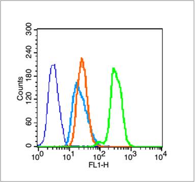 乙酰化组蛋白H3抗体-bs-3776R