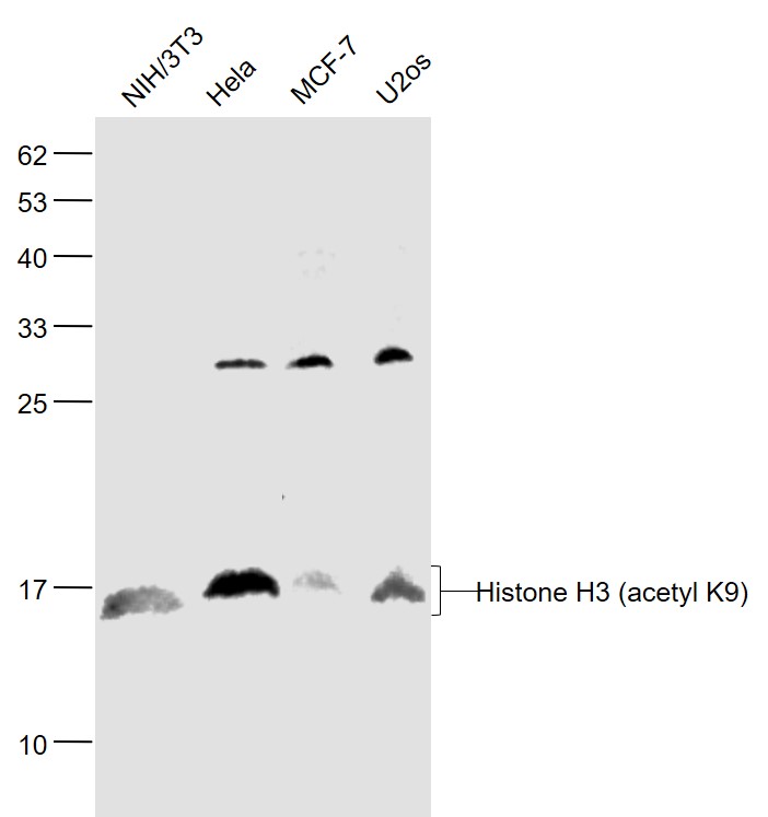 Histone H3 (acetyl K9) Rabbit pAb (一抗) | Bioss