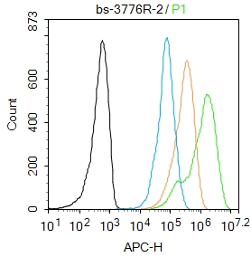 乙酰化组蛋白H3抗体-bs-3776R