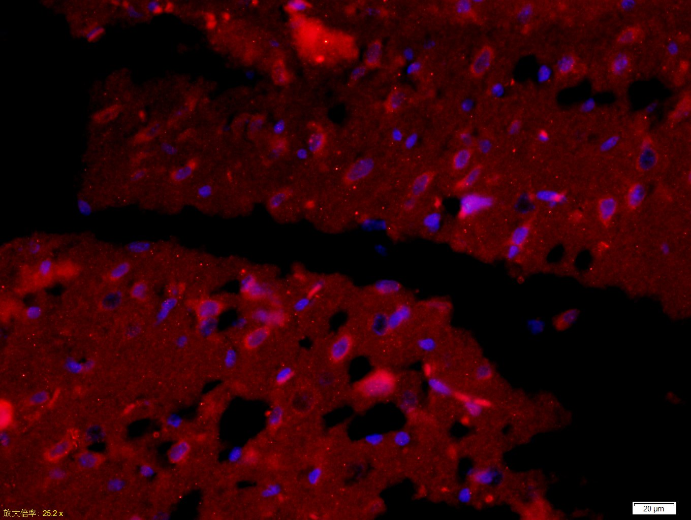 MYC启动子结合蛋白1抗体-bs-3978R