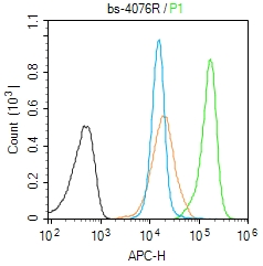 磷酸化转录因子E2F-1抗体-bs-4076R