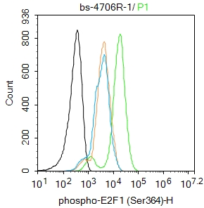 磷酸化转录因子E2F-1抗体-bs-4076R