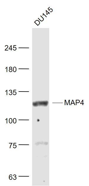 微管相关蛋白4抗体-bs-4128R