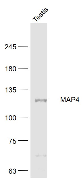 微管相关蛋白4抗体-bs-4128R