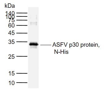 非洲猪瘟p30蛋白抗体