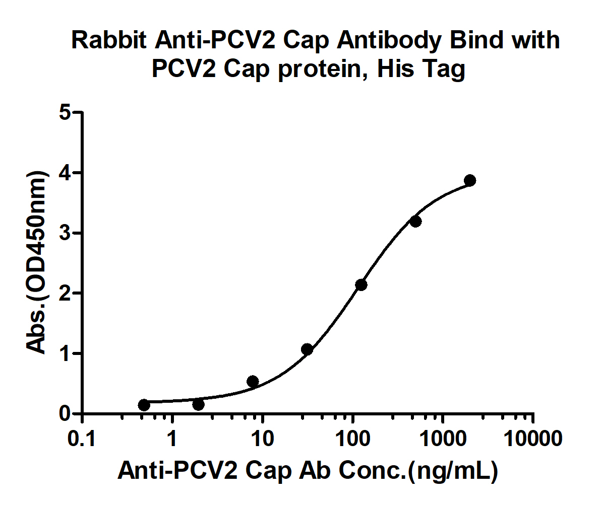 猪圆环病毒CAP蛋白质抗体