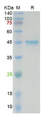 Recombinant SARS-Cov-2 N protein, N-His