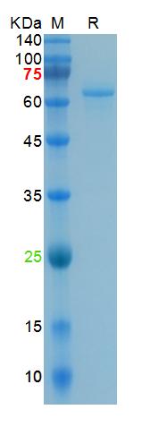 Recombinant human ACE2 protein, His