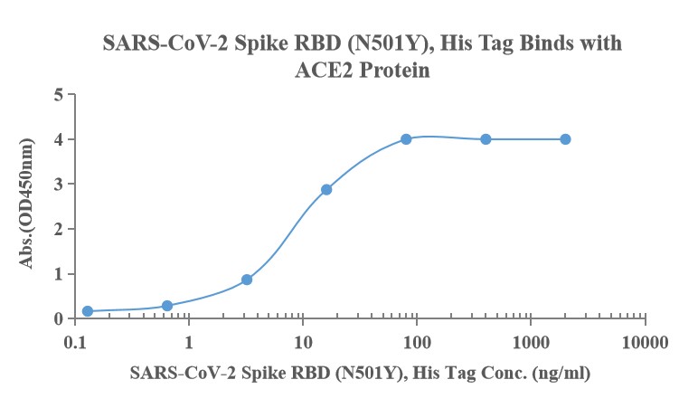 Recombinant SARS-Cov-2 Spike RBD protein (N501Y), His