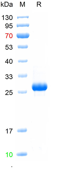重组猴痘病毒MIR蛋白