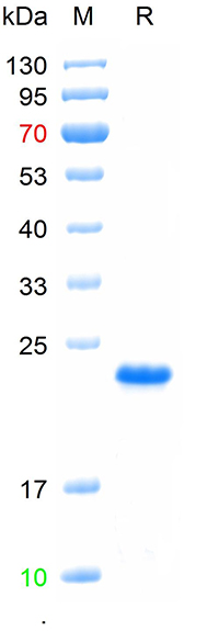 重组猴痘病毒A29L蛋白