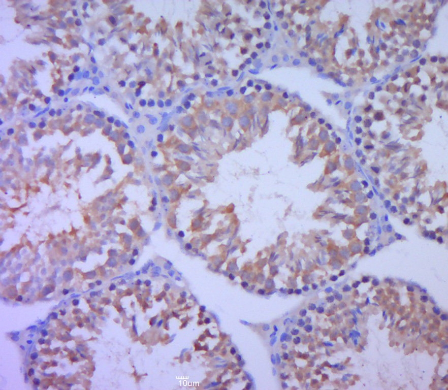 凋亡抑制因子1抗体-bs-4262R