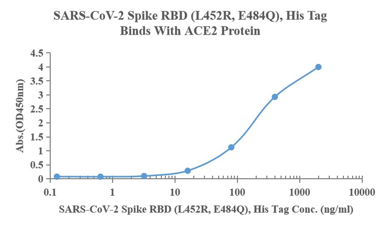 Recombinant SARS-Cov-2 Spike RBD protein (L452R,E484Q), His (HEK293)