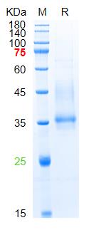 Recombinant SARS-Cov-2 Spike RBD protein (L452R,E484Q), His (HEK293)