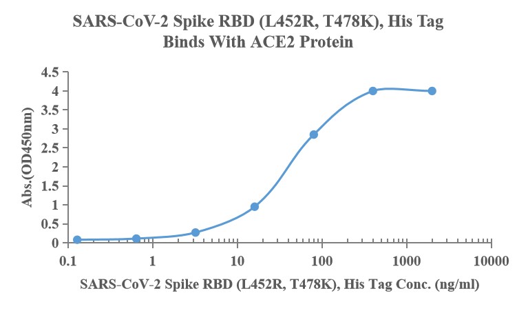 Recombinant SARS-Cov-2 Spike RBD protein (L452R,T478K), His (HEK293)